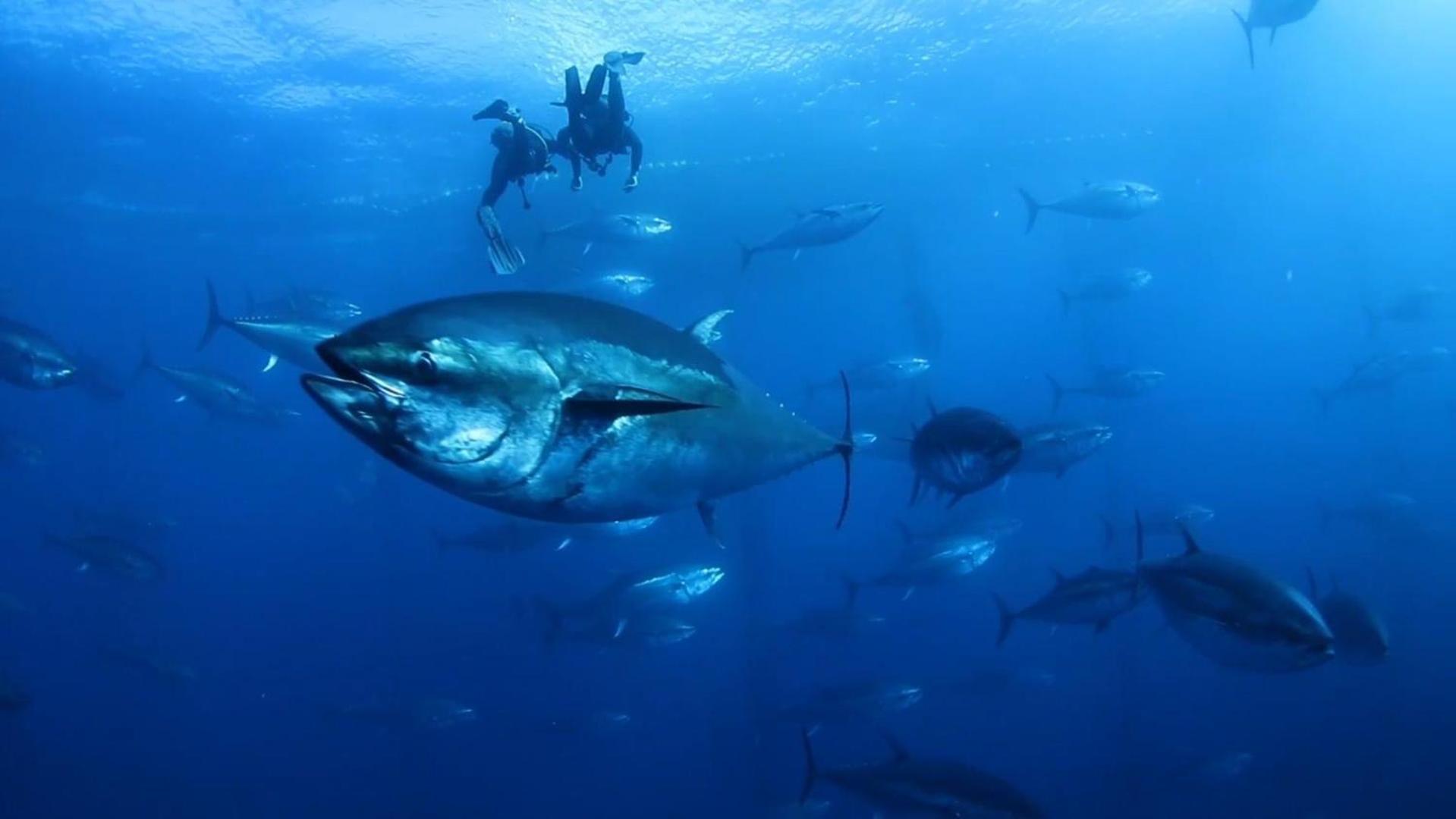 Nautic Daire L'Ametlla de Mar Dış mekan fotoğraf